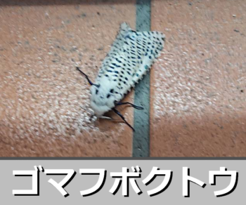 Thumbnail of post image 106